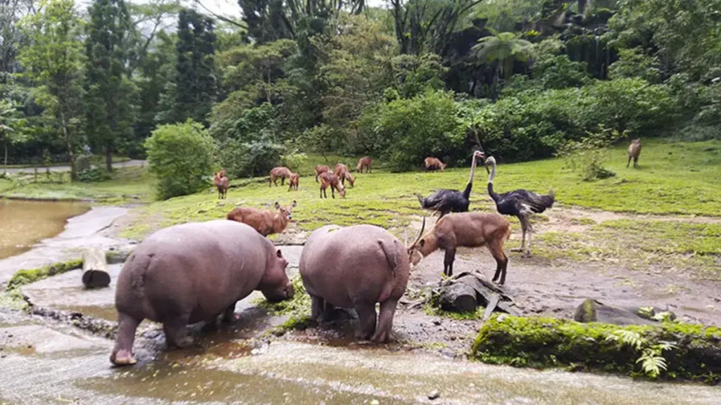 Taman Safari Bogor Indonesia